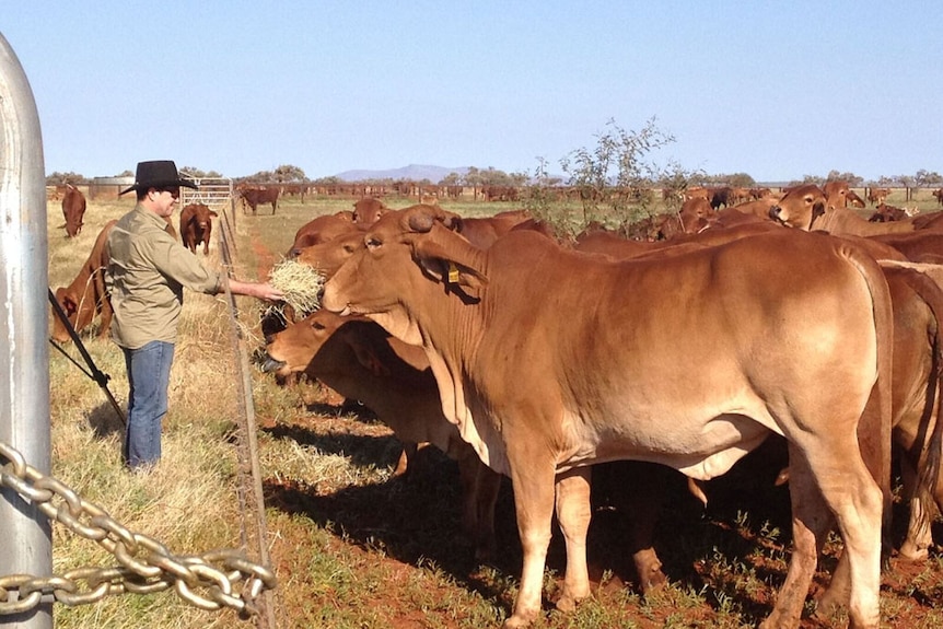 Cattle in outback Australia