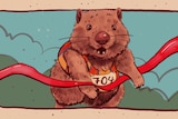 A drawing of a wombat with a runner's number and singlet breaking through a red finish line ribbon