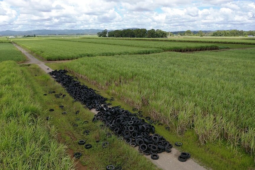 An aerial image of 1,300 tyres dumped in between rows of cane.