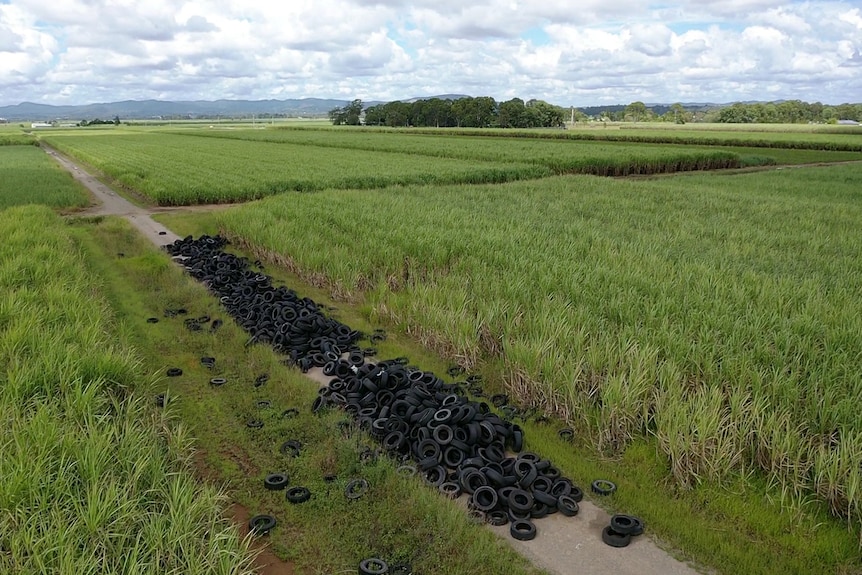 An aerial image of 1,300 tyres dumped in between rows of cane.