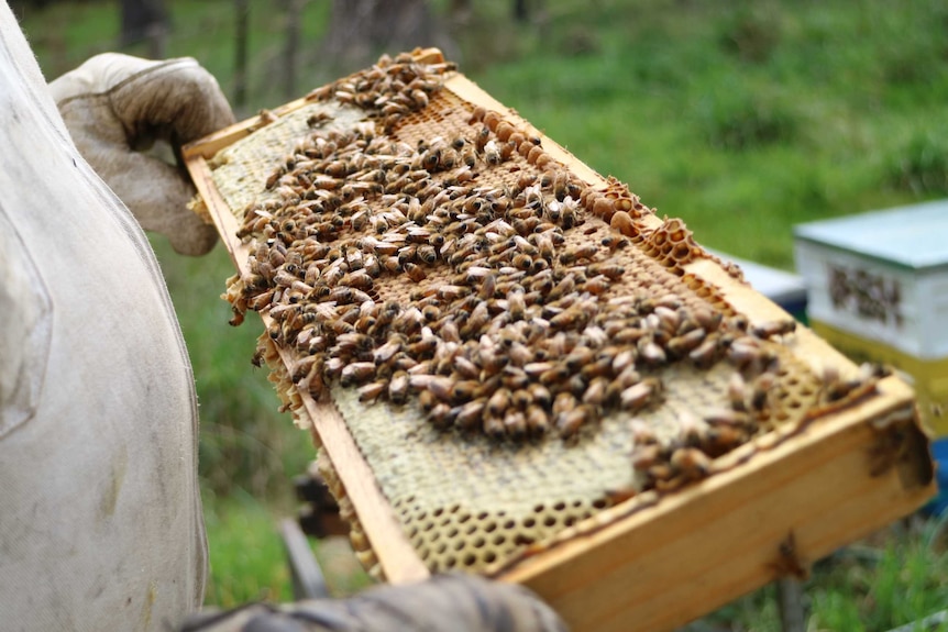 A beekeeper holds a comb in his hand covered in bees