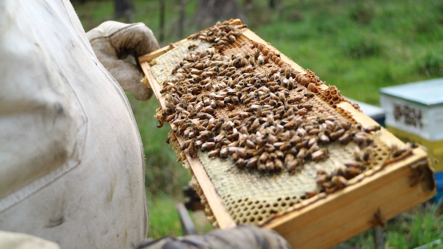 A beekeeper holds a comb in his hand covered in bees