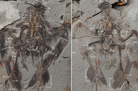 Archaeornithura meemannae fossil