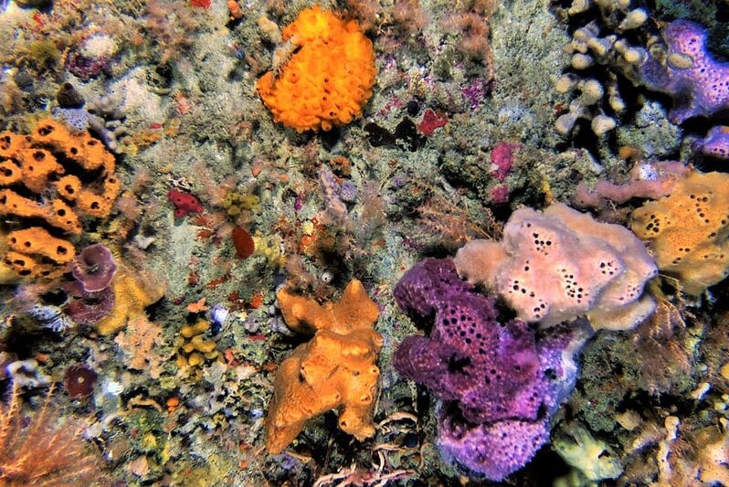 Colourful sponges in Beagle Commonwealth Marine Reserve.