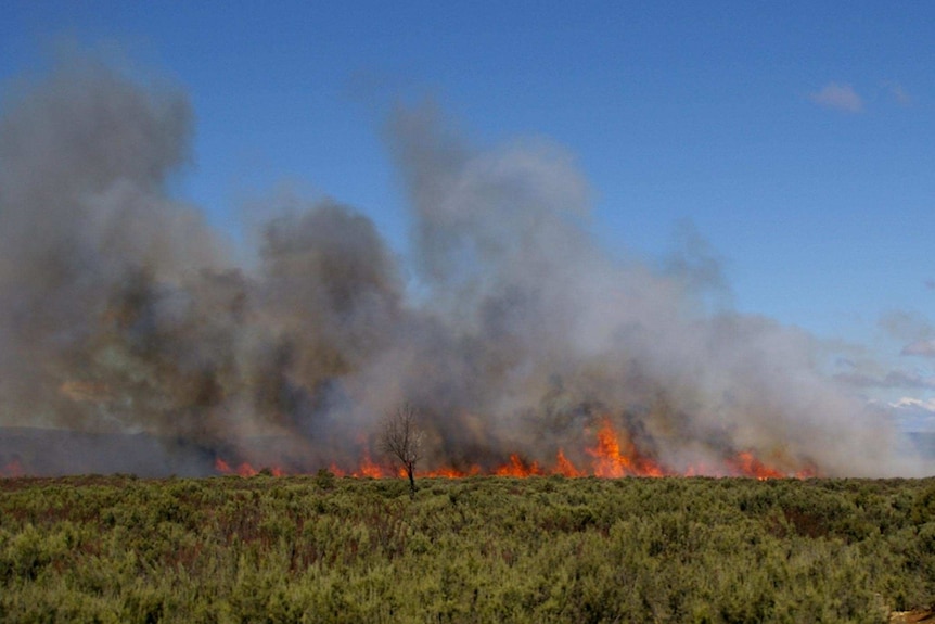 A bushfire burns during high winds.
