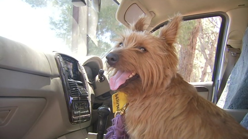 Rusty the dog in a car