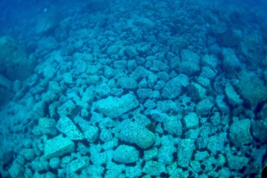 Sea urchins scattered among pale white rocks underwater