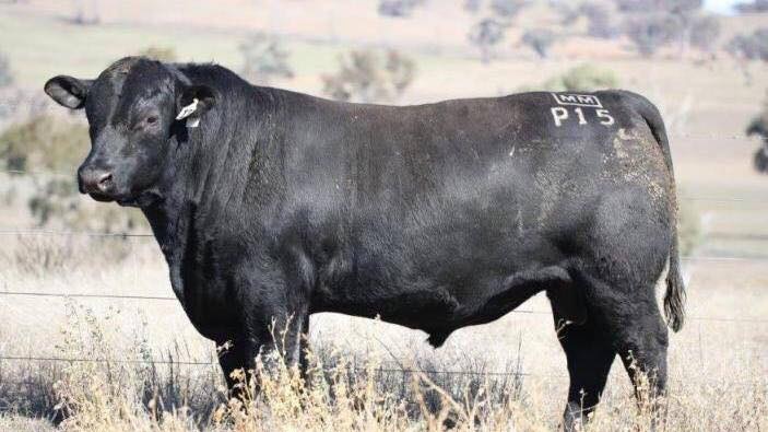 A black angus bull stands in a field with P15 stamp on its back