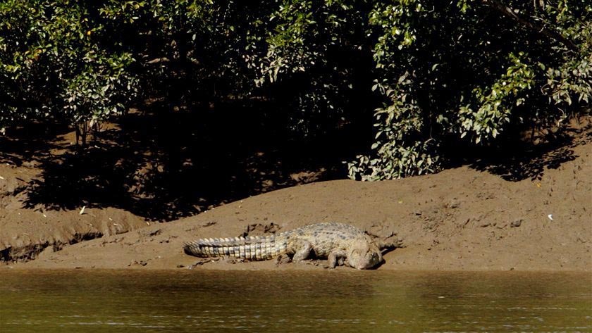 Crocodile seen near Maryborough in May 2012.
