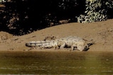 Crocodile seen near Maryborough in May 2012.