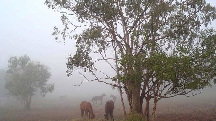 Horses feed in fog