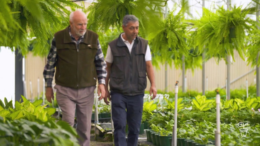 Two men walking together through nursery greenhouse