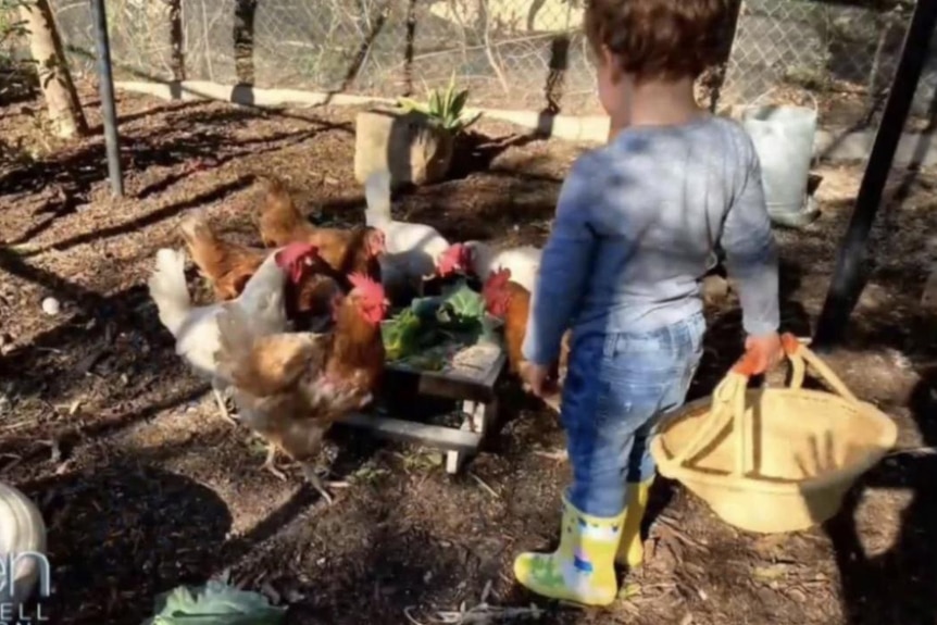 A small boy in gum boots holding a bucket in a chicken coop 