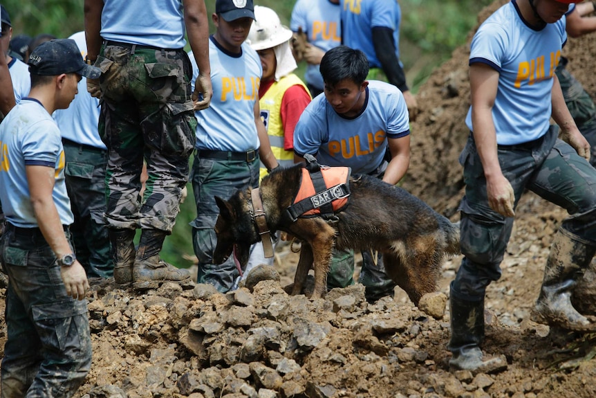 A Filipino rescuer kneels behind a search dog as it looks for victims beneath the rubble.