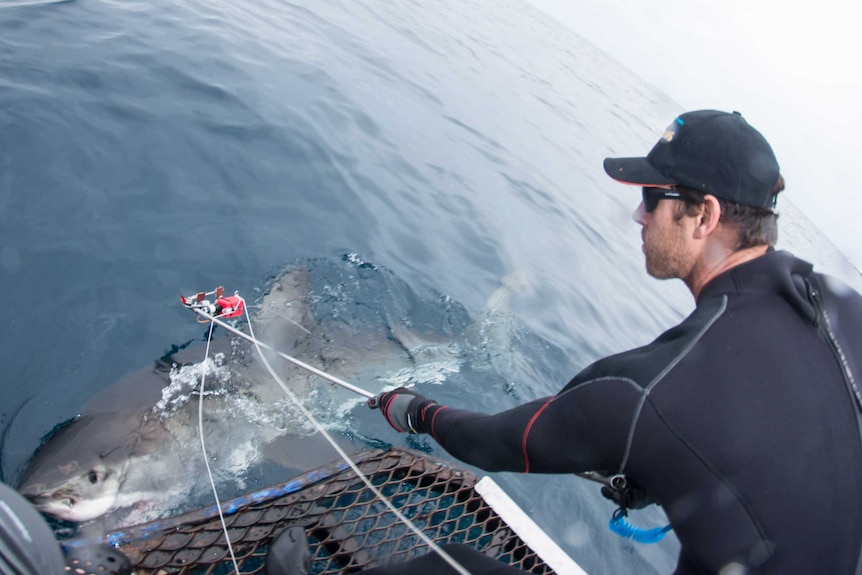 Dr Charlie Huveneers attaches a camera to a great white shark.