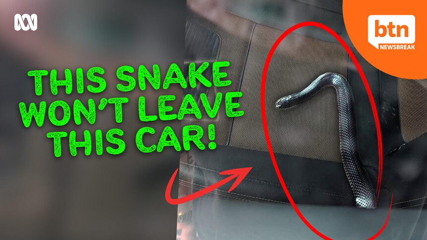 Photo of a snake inside a car with the words this snake won't leave this car. 