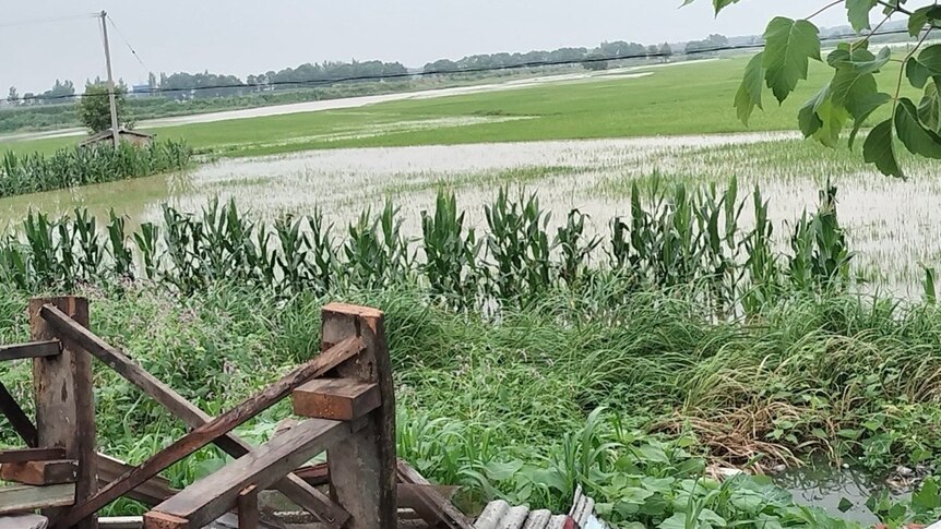 微博图片显示洪水淹没稻田