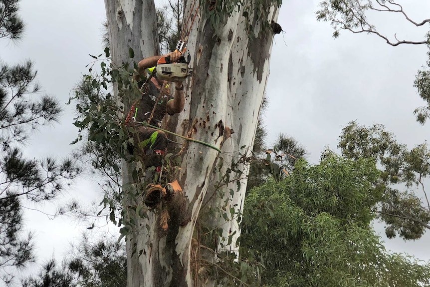 An arborist with a chainsaw cutting a hollow into a tree.