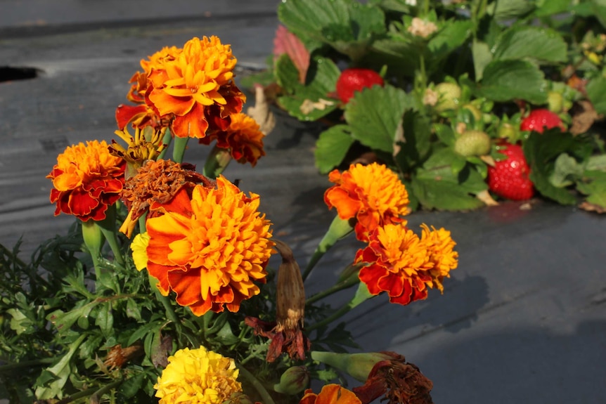 Marigold flowers are used to keep nematodes away from strawberries