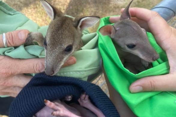 Three baby wallabies in blankets being tenderly cradled by human hands.