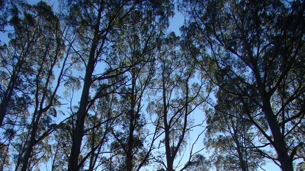 Tall trees in the Tarra Bulga National Park, Gippsland