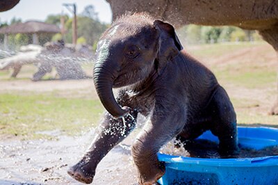Elephant calf playing in water