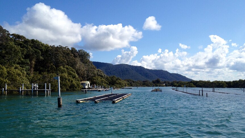 An oyster farm in the Camden Haven River with North Brother Mountain in background.