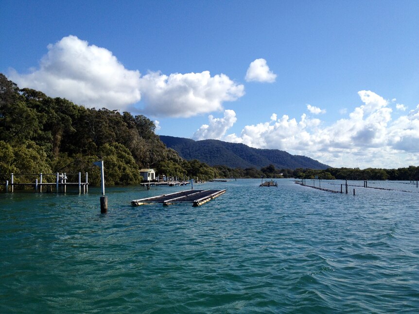 An oyster farm in the Camden Haven River with North Brother Mountain in background.