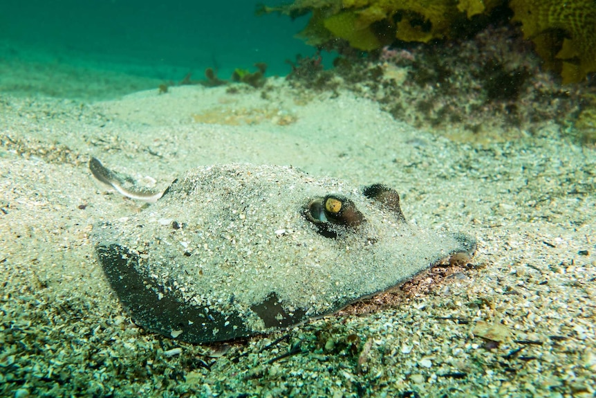 Stingray covered in sand at Shelley Beach, Manly