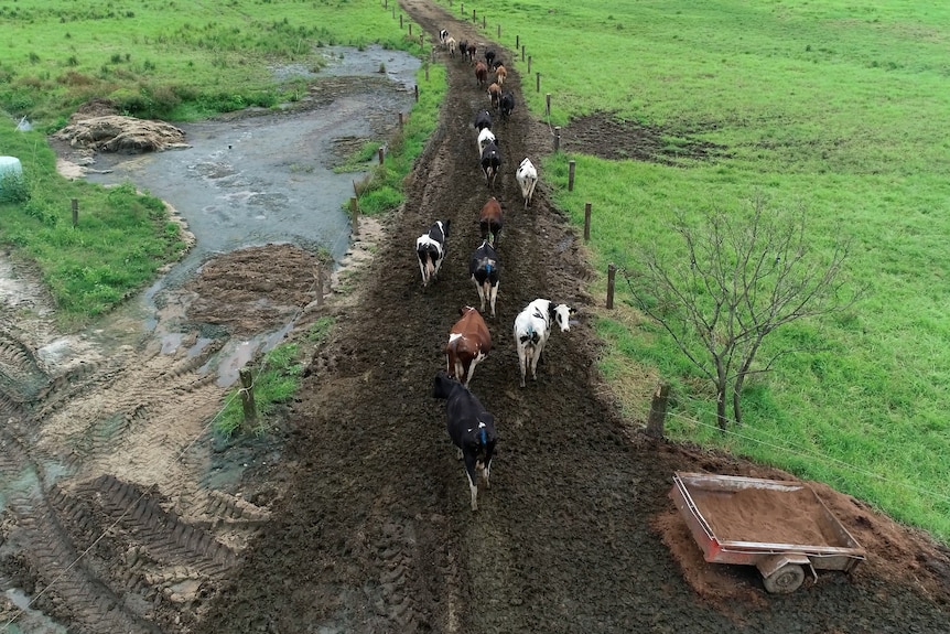Dairy cattle herd walking on muddy road next to damaged pasture.