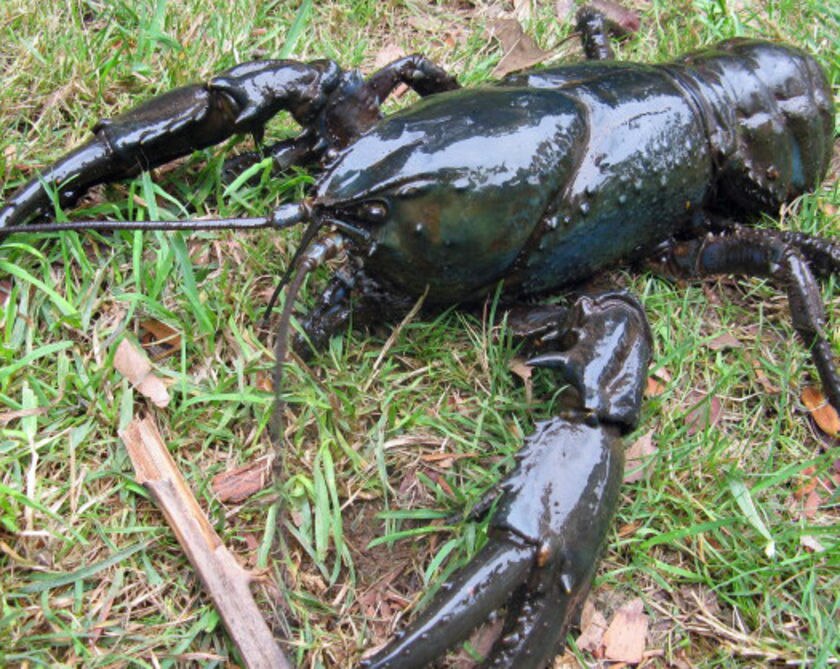 Lobsters Marine Wiki Fandom