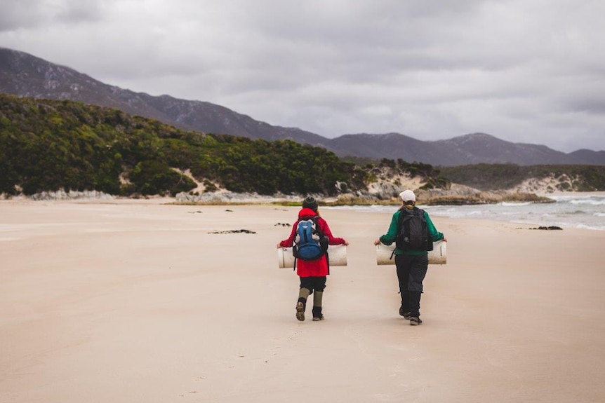 Team members carry devil traps along a remote South West Tasmanian beach
