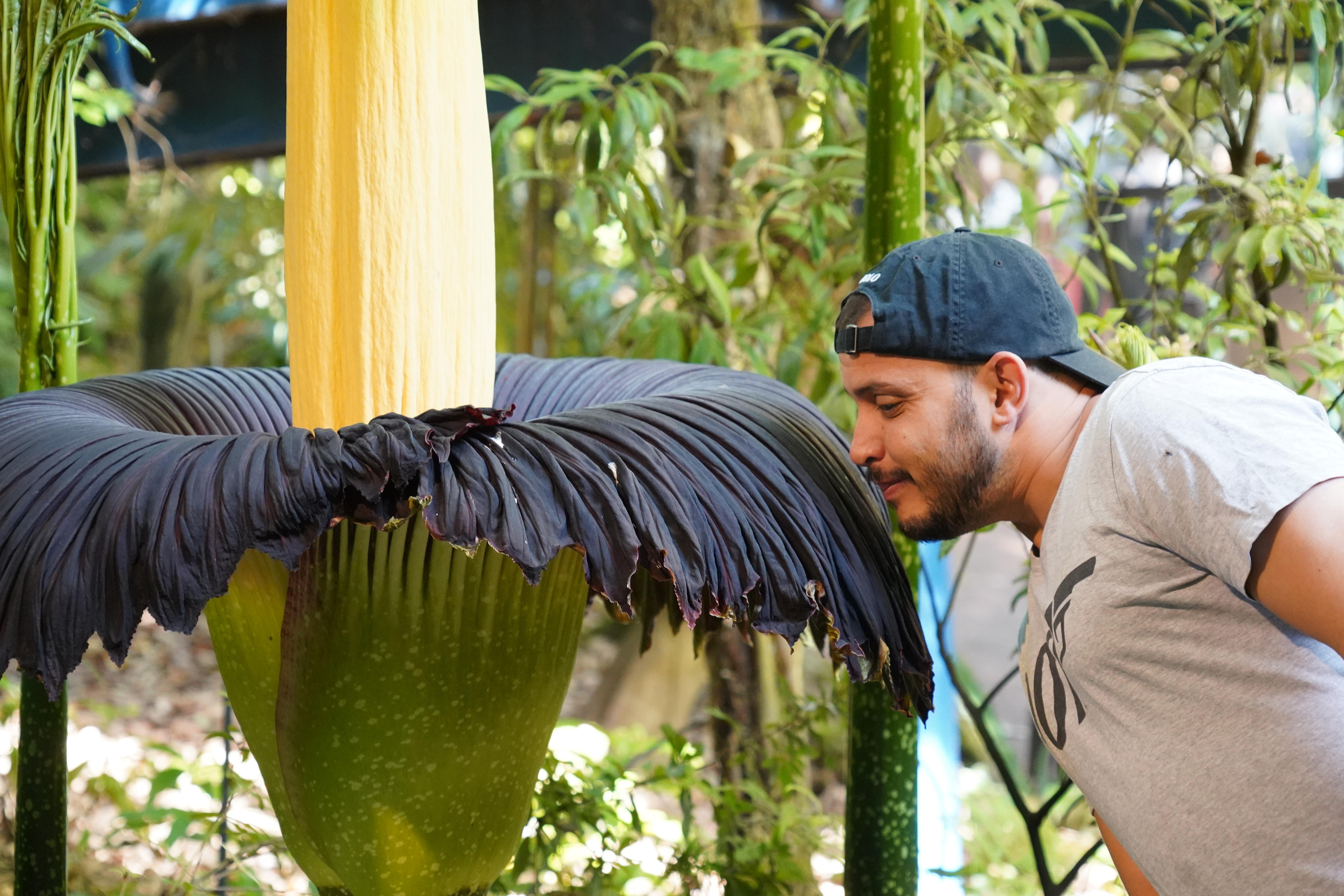 Un hombre se inclina para oler una planta cuya capa exterior oscura se está desplegando y un amarillo intenso en el centro.