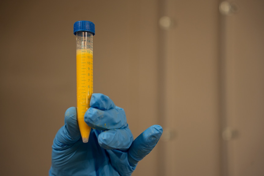 A scientists gloved hand holds up a test tube of yellow liquid pigment