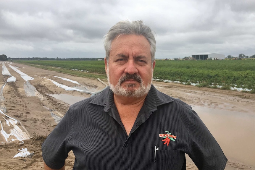 Austchilli managing director David de Paoli stands among rows of flood affected chilli plants