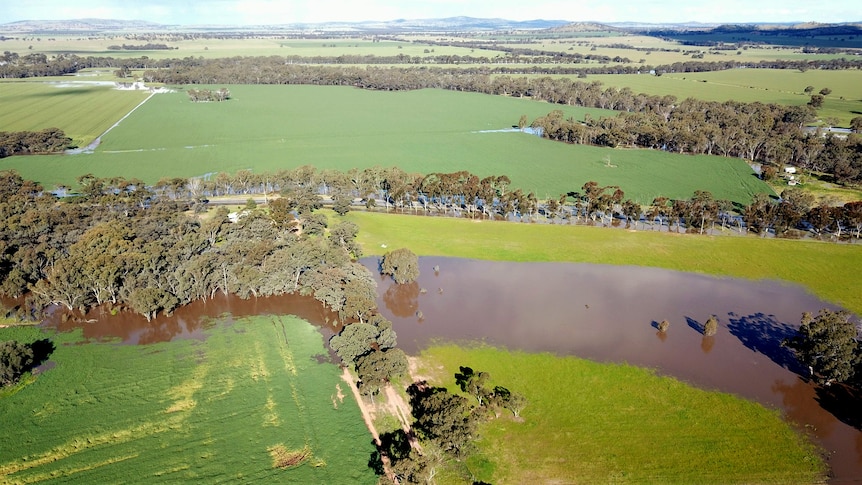 An aerial photo of brown floodwaters cutting several paths through green farm paddocks.
