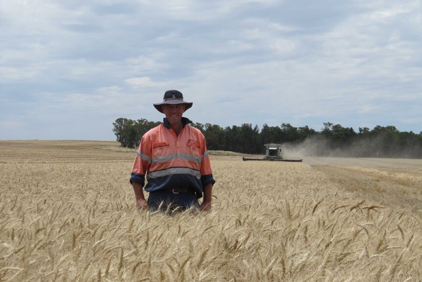 a farmer stands in his wheat crop with a header approaching from behind