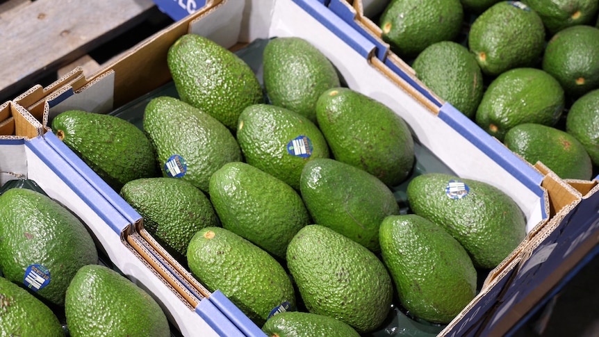 A box of green avocados.
