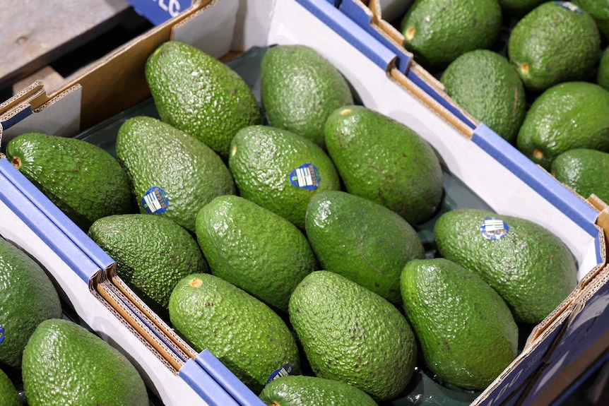 A box of green avocados.