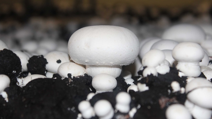 Small white button mushrooms growing in soil.