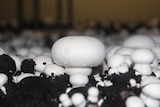 Small white button mushrooms growing in soil.