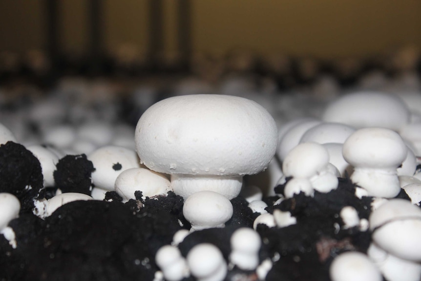 A white mushroom growing amongst other fungi