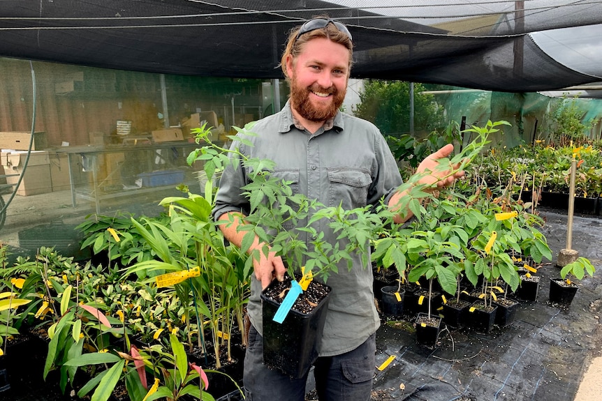 Daniel with the thornless native raspberry stock plant.