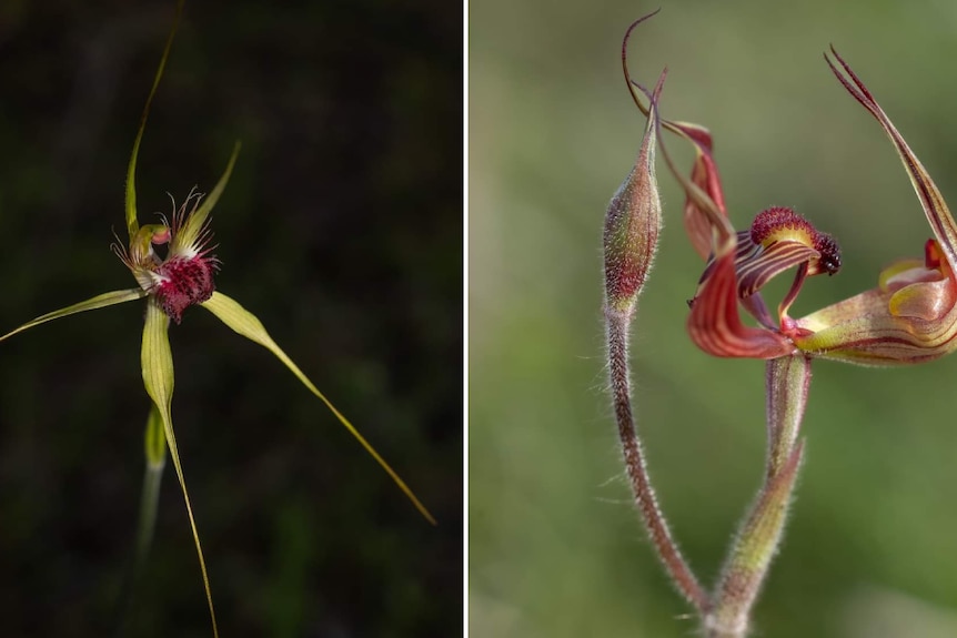 Close-up images of two orchids