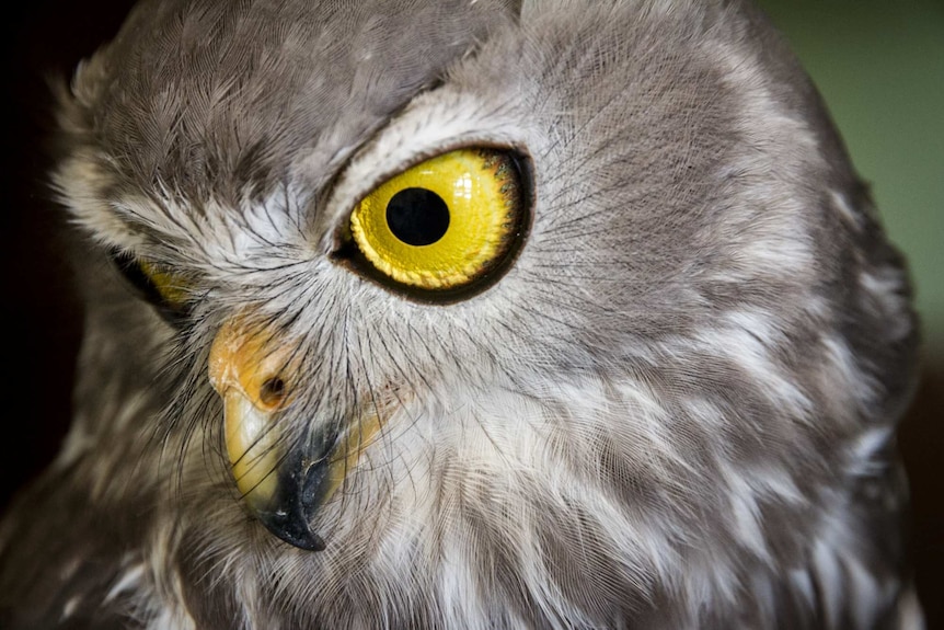 Close up view of a barking owl's head - grey-brown feathers and bright yellow eyes