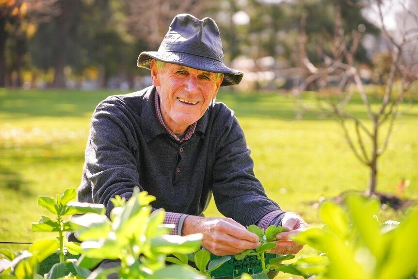 An elderly man wearing a grey hat picking at leaves from a raised garden bed