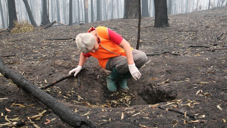 A woman wearing gumboots, rubber gloves and a high vis vest crouches down and looks in an animal burrow in a burnt out forest.