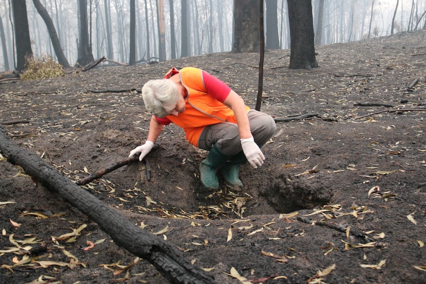 A woman wearing gumboots, rubber gloves and a high vis vest crouches down and looks in an animal burrow in a burnt out forest.