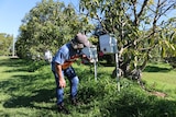 A farmer bends over to check a native bee hive on his avocado orchard.