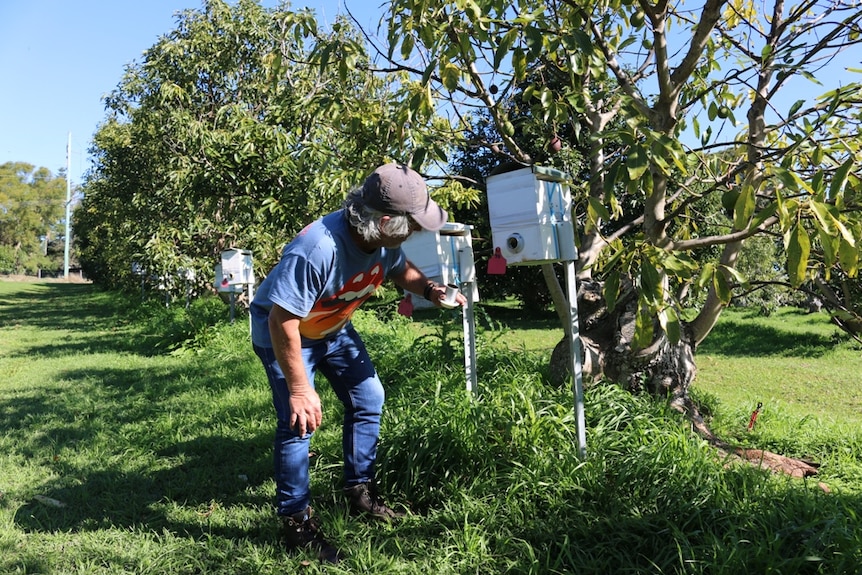 A farmer bends over to check a native bee hive on his avocado orchard.